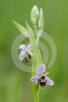 Wild orchid from southern , Bee orchids, Ophrys  scolopax
