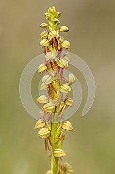 Wild orchid from Europe, Orchis anthropophora, Man Orchid formerly Aceras anthropophorum photo