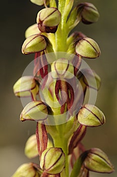 Wild orchid from  Europe, Orchis anthropophora, Man Orchid formerly Aceras anthropophorum photo