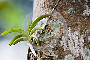 Wild orchid on tree