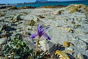 Wild orchid violet sand, Isuledda Beach, Tavolara, San Teodoro, Sardinia, Italy. photo
