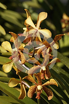 Wild Orchids. Borneo.