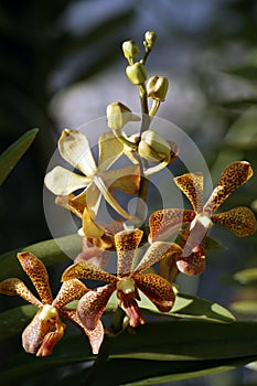 Wild Orchids. Borneo.