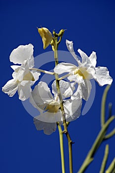 Wild Orchids. Borneo.