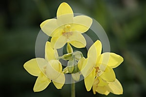 Wild Orchids. Borneo.
