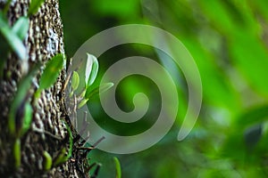 wild orchids grow attached to pine bark in rainforest.