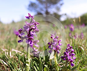 Wild orchids in the meadow ,Anacamptis morio.