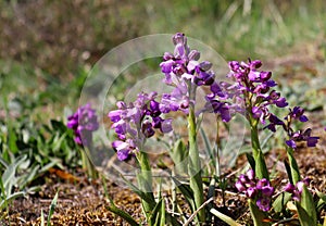 Wild orchids in the meadow ,Anacamptis morio.