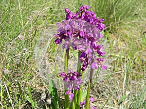 Wild orchids in the meadow ,Anacamptis morio