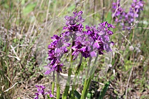 Wild orchids in the meadow Anacamptis morio