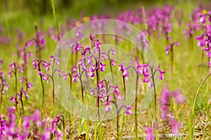 Wild orchids on meadow photo