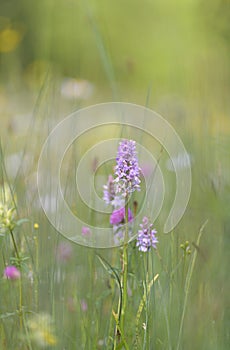 Wild orchids in a meadow in summer