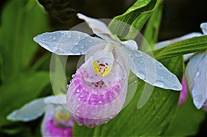 Wild orchids of Ontario - Pink Lady`s Slipper with dewdrop