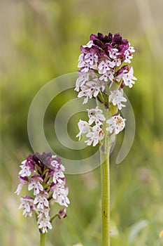 Wild orchids of Sweden