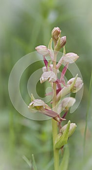 Wild orchids of Sweden