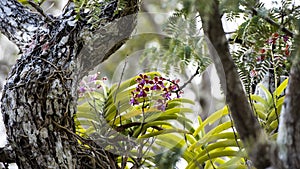 Wild orchids on tree, Komodo Island, Indonesia photo