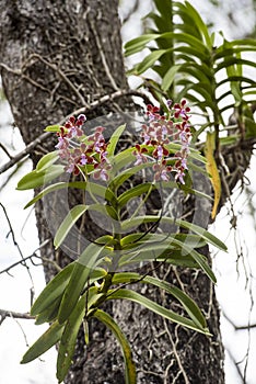 Wild orchids on tree trunk in tropical forest