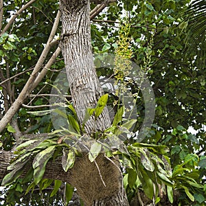 Wild orchids in tropical forest