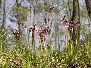 Wild orchids by the woods. Serapias Lingua, Tongue orchid. photo