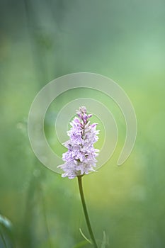 Wild pink flower in the meadow