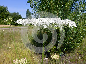 Wild ordinary white carrot seed flower on blurred field background