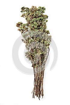 Wild Oregano dried bouquet isolated on white photo