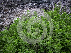 Wild oregano grows in the mountains. Raw green Oregano in field. Greek natural herb oregano. Green and fresh oregano flowers.