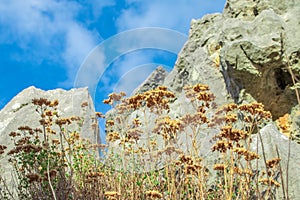 Wild oregano grows in the mountains. Raw oregano in field with blured background. Greek natural herb oregano. Green and fresh oreg