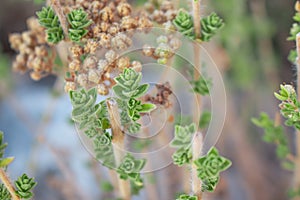 Wild oregano grows in the mountains. Raw oregano in field with blured background. Greek natural herb oregano. Green and fresh oreg