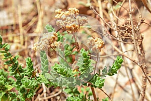 Wild oregano grows in the mountains. Raw oregano in field with blured background. Greek natural herb oregano. Green and fresh oreg