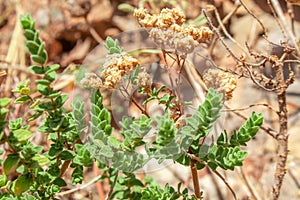 Wild oregano grows in the mountains. Raw oregano in field with blured background. Greek natural herb oregano. Green and fresh oreg