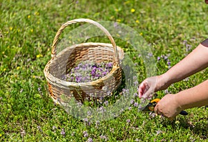 Wild oregano herbs