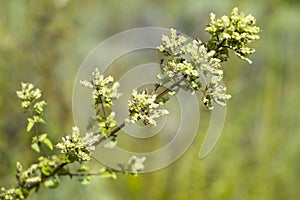 Wild oregano (Origanum vulgare)