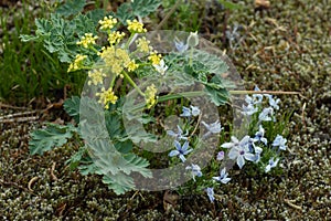 Wild Oregon Parsley