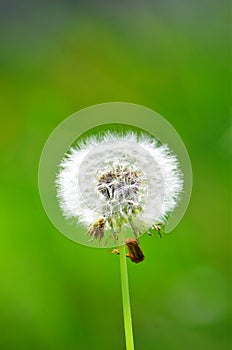 Wild Organic Dandelion Salad