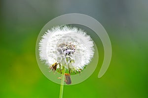 Wild Organic Dandelion Salad 2