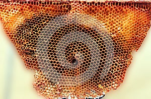 Wild Organic honeycomb