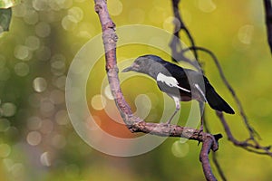 Wild Oriental Magpie Robin Bird.