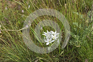 wild Ornithogalum umbellatum flower in Ukrainian meadow