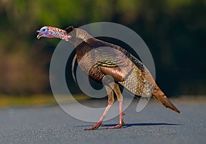 Wild Osceola turkey Meleagris gallopavo osceola, aka Florida turkey, is a subspecies of wild turkey that only occurs in the