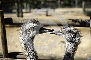 Wild ostrich