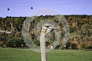 Wild ostrich