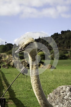 Wild ostrich