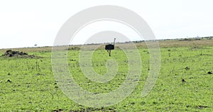 A wild ostrich at the Masai Mara, Kenya, Africa