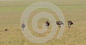 A wild ostrich at the Masai Mara, Kenya, Africa