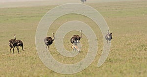 A wild ostrich at the Masai Mara, Kenya, Africa