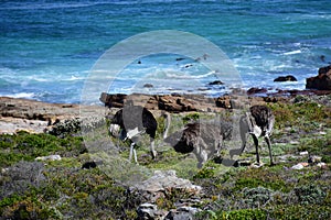 Wild Ostriches, Cape of Good Hope, South Africa