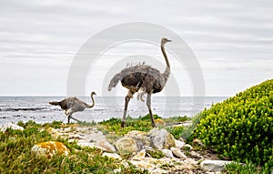 Wild ostriches in South Africa. Blue ocean in the background. Wildlife animals.