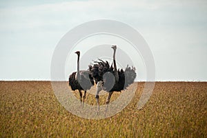 Wild ostriches walking on the yellow grass