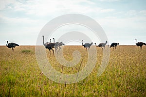 Wild ostriches walking on the yellow grass